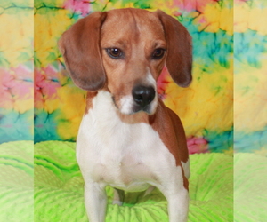 Beagle Dogs for adoption in Phelan, CA, USA