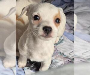 Chihuahua-Unknown Mix Dogs for adoption in San Antonio, TX, USA