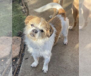 Border Terrier-Unknown Mix Dogs for adoption in Newport Beach, CA, USA
