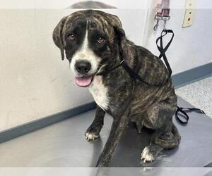 Great Dane-Unknown Mix Dogs for adoption in Visalia, CA, USA