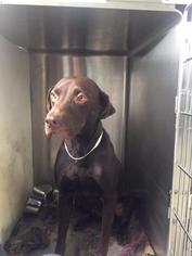 Vizsla Dogs for adoption in Danbury, CT, USA