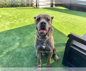 Mutt Dogs for adoption in Orange, CA, USA