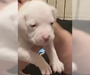 Mutt Dogs for adoption in Binghamton, NY, USA