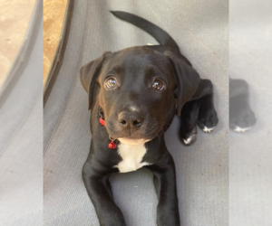 Small Catahoula Leopard Dog-Labrador Retriever Mix