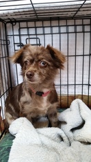 Australian Terrier-Chihuahua Mix Dogs for adoption in McKenna, WA, USA