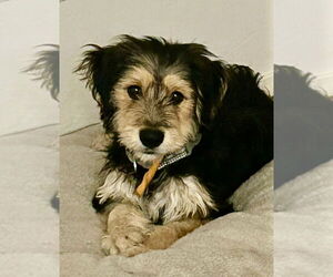 Labrador Retriever-Unknown Mix Dogs for adoption in San Diego, CA, USA