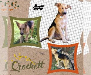Mutt Dogs for adoption in Lindsay, CA, USA