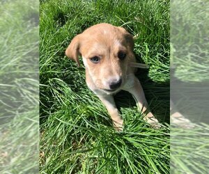Sheprador Dogs for adoption in Denver, CO, USA