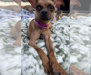 Chihuahua-Unknown Mix Dogs for adoption in Mundelein, IL, USA