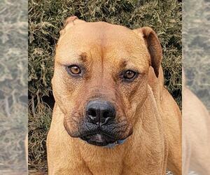 Boxer-Rhodesian Ridgeback Mix Dogs for adoption in Albuquerque, NM, USA