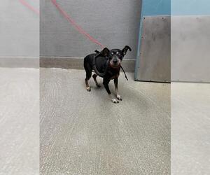Miniature Pinscher-Unknown Mix Dogs for adoption in Las Vegas, NV, USA