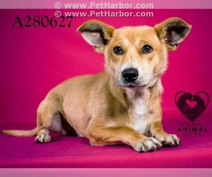 Cardigan Welsh Corgi Dogs for adoption in Stockton, CA, USA