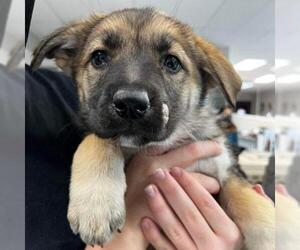 German Shepherd Dog Dogs for adoption in Aurora, CO, USA