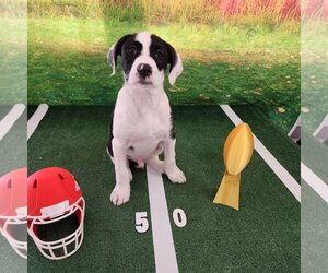 Border Collie-Unknown Mix Dogs for adoption in Hillsboro, MO, USA