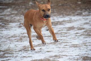 Small American Pit Bull Terrier-Redbone Coonhound Mix