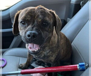 Puggle Dogs for adoption in Woodland, CA, USA