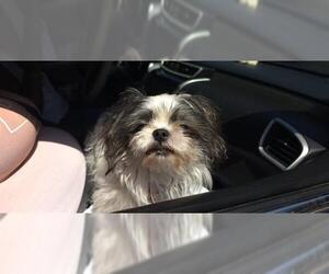 Shih Tzu Dogs for adoption in Fort Lauderdale, FL, USA