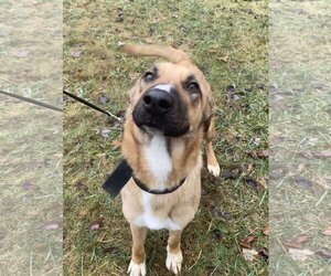 Black Mouth Cur Dogs for adoption in Columbus, IN, USA