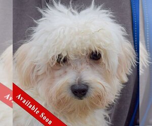 Maltese-Unknown Mix Dogs for adoption in Huntley, IL, USA