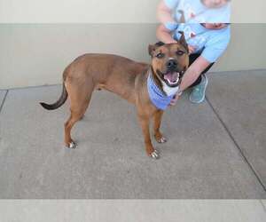 Medium Photo #1 American Staffordshire Terrier-Unknown Mix Puppy For Sale in McKinney, TX, USA