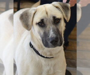 Mutt Dogs for adoption in Germanton, TN, USA