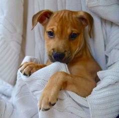 Boxador Dogs for adoption in Stephens City, VA, USA