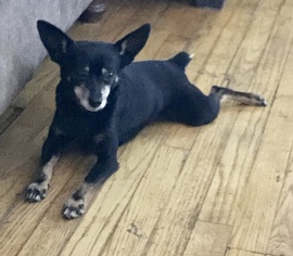 Miniature Pinscher-Unknown Mix Dogs for adoption in Redding CA, CA, USA