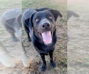 Collie Dogs for adoption in Bakersfield, CA, USA