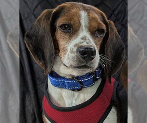 Beagle Dogs for adoption in Bethesda, MD, USA
