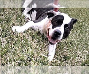 Staffordshire Bull Terrier Dogs for adoption in Houston, TX, USA