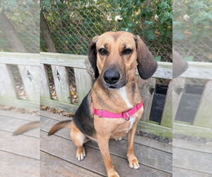 Mutt Dogs for adoption in Elmsford, NY, USA