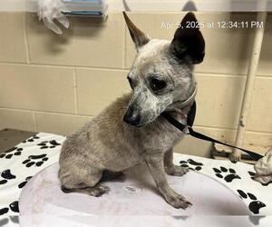 Chihuahua Dogs for adoption in Ocala, FL, USA