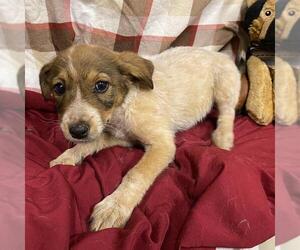 Australian Cattle Dog-Labrador Retriever Mix Dogs for adoption in Modesto, CA, USA