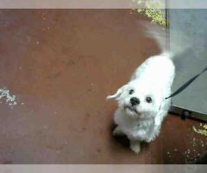 Maltese Dogs for adoption in Atlanta, GA, USA