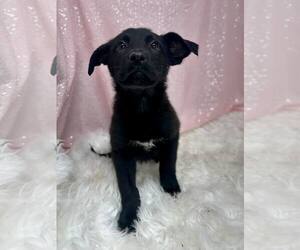 Mutt Dogs for adoption in Clarkesville, GA, USA