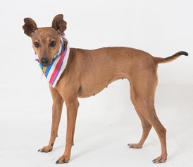 Medium Photo #1 Italian Greyhound-Whippet Mix Puppy For Sale in Penngrove, CA, USA