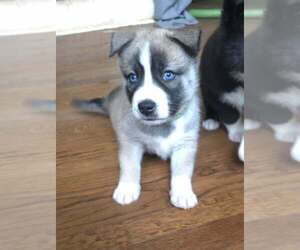 Siberian Husky-Unknown Mix Dogs for adoption in Raleigh, NC, USA