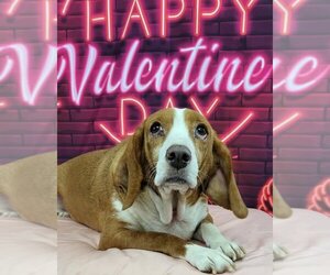 Beagle Dogs for adoption in Las Vegas, NV, USA