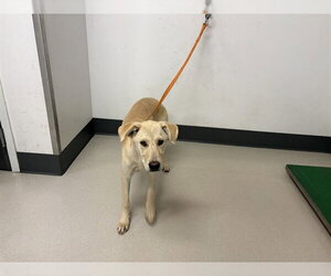 Labrador Retriever Dogs for adoption in Corona, CA, USA