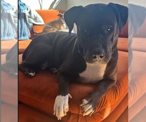 American Pit Bull Terrier-Unknown Mix Dogs for adoption in Los Angeles , CA, USA