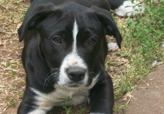 Boxer-English Shepherd Mix Dogs for adoption in Perry, OK, USA