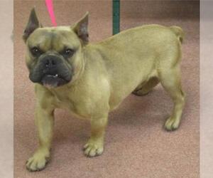 French Bulldog Dogs for adoption in St. George, UT, USA