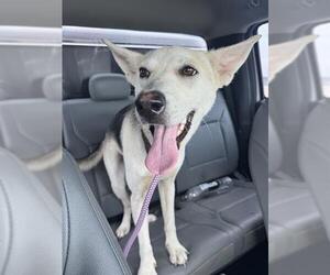 German Shepherd Dog-Unknown Mix Dogs for adoption in Grand Prairie, TX, USA