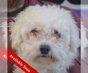Bichon Frise Dogs for adoption in Huntley, IL, USA