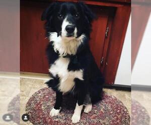 Border Collie-Unknown Mix Dogs for adoption in Red Lodge, MT, USA