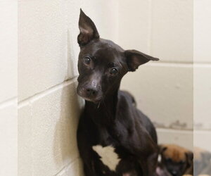 Chihuahua Dogs for adoption in San Antonio, TX, USA