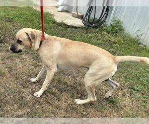 Labrador Retriever Dogs for adoption in Houston, TX, USA