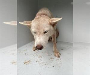 Siberian Husky Dogs for adoption in Houston, TX, USA