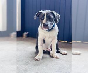 American Staffordshire Terrier Dogs for adoption in San Antonio, TX, USA