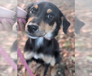 Rottweiler-Unknown Mix Dogs for adoption in Hillsboro, NH, USA